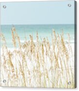 Sea Oats Beach Grass Pensacola Florida Photo Acrylic Print