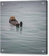 Sea Otter Acrylic Print