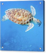 Sea Turtle And Fish Swimming Acrylic Print