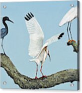 Seabirds Mug Acrylic Print