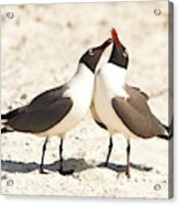 Seagull Love Acrylic Print