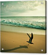 Seagull Take Off Acrylic Print