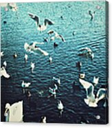 Seagulls At Lake Acrylic Print