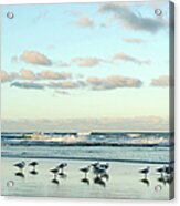 Seagulls In Heaven V2 Acrylic Print