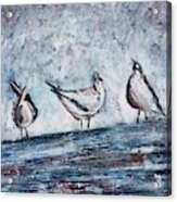 Seagulls On A Roof Acrylic Print