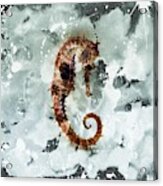 Seahorse Acrylic Print