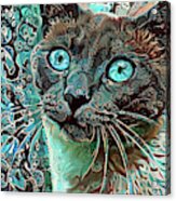 Seal Point Siamese Cat Acrylic Print