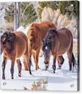 Searching For Food Acrylic Print