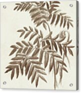 Sepia Fern Varieties Ii Acrylic Print