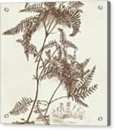 Sepia Fern Varieties Iii Acrylic Print