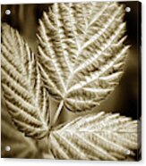 Sepia Leaves Acrylic Print