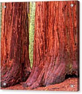Sequoia Trees, Yosemite National Park Acrylic Print