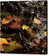 Serenity Upon An Autumn Pond Acrylic Print