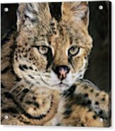 Serval Portrait Wildlife Rescue Acrylic Print