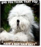 Shaggy Dog With Bad Hair Day Acrylic Print