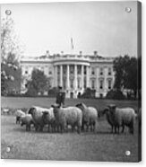 Sheep Grazing On White House Lawn Acrylic Print