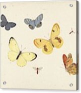 Sheet Of Studies With Five Butterflies Acrylic Print