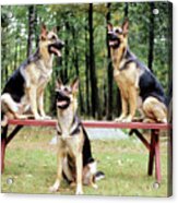 Shepherds On A Bench Acrylic Print