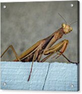 Shingle Mantis Acrylic Print