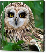 Short-eared Owl Asio Flammeus, Close-up Acrylic Print