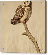 Short Eared Owl Perched On A Branch Acrylic Print