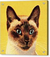 Siamese Cat Acrylic Print