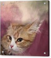 Siberian Cat Acrylic Print