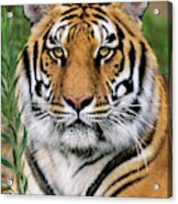 Siberian Tiger Staring Endangered Species Wildlife Rescue Acrylic Print