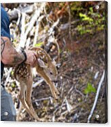 Side Angle Of Hiker Rescuing Newborn Deer, Moves Off Roadway. Acrylic Print