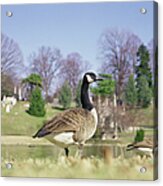 Side View Of Canada Goose Acrylic Print