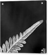 Silver Fern 04 Acrylic Print