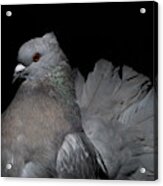 Silver Indian Fantail Pigeon Acrylic Print