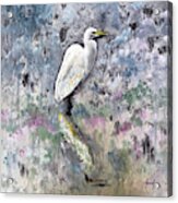 Silver Lake Snowy Egret Acrylic Print