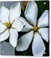 Single Form Gardenia Jasminoides Acrylic Print
