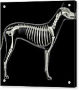 Skeletal System Of A Dog, X-ray Side Acrylic Print