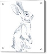 Sketched Rabbit I Acrylic Print