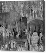 Slough Creek Water Grazing Black And White Acrylic Print