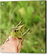 Smiling Grasshopper Acrylic Print