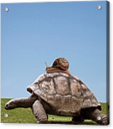 Snail Over A Turtle Acrylic Print