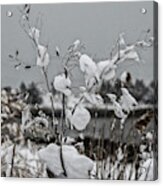 Snow Bush - 2090844 Acrylic Print