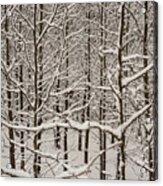 Snow Covered Trees Acrylic Print