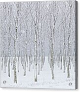 Snow Covered Tress In Planted Forest Acrylic Print