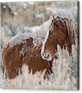 Snow Dusted Mustang Stallion Acrylic Print