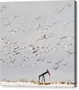 Snow Geese Over Oil Pump 02 Acrylic Print