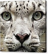 Snow Leopard Close Up Uncia Unc Acrylic Print