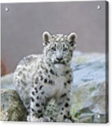 Snow Leopard Cub Acrylic Print