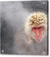 Snow Monkey Acrylic Print