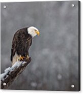 Snow On The Skagit Acrylic Print