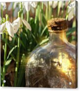 Snowdrop Flowers And Old Glass Jar With Sunlight Acrylic Print