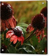 Snowy Coneflowers Acrylic Print